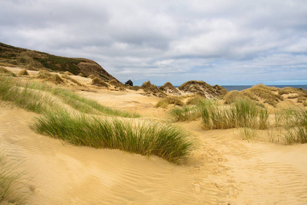 Grassige zandduinen in Sandfly Bay, Otago Peninsular, South Island, Nieuw-Zeeland - Foto, afbeelding