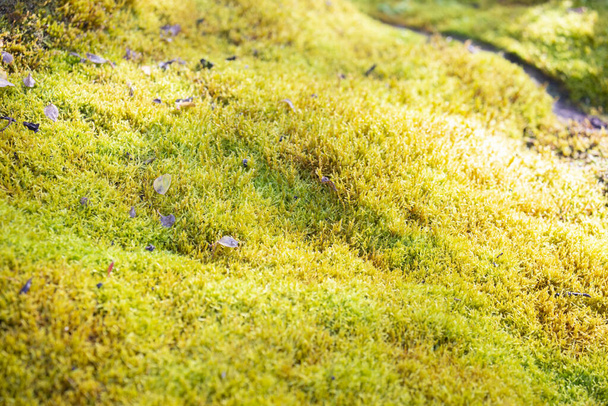 Moss in the garden. Green garden. - Photo, Image