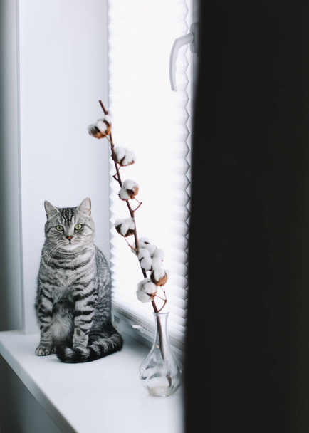 Home pet cute kitten cat with funny looking close up photo. Cute Scottish straight cat  indoors. Cat Portrait. Cute cat shooting. - Fotó, kép
