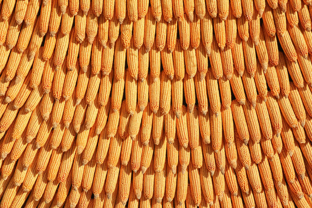 kolby kukurydzy są połączone jako tło dla całej ramki - Zdjęcie, obraz