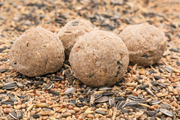 Quatre boules de graisse d'oiseau sur un fond de graines d'oiseaux mixtes vues sous un angle bas
 - Photo, image