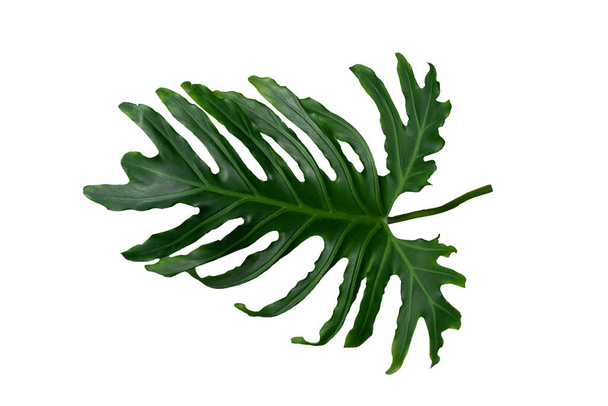 Green leaf on isolated white background - Φωτογραφία, εικόνα