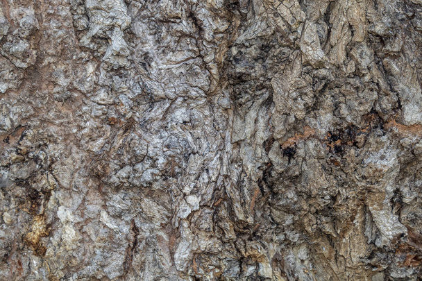 Textura de corteza de árbol de primer plano para fondo o superposición
 - Foto, Imagen