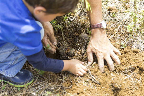 Father and Son Planting - 写真・画像