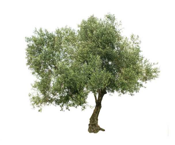 Valkoisella pohjalla oleva oliivipuu
 - Valokuva, kuva