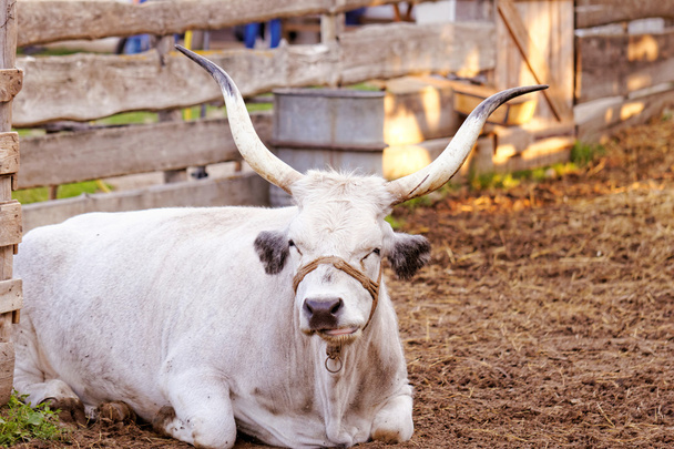 ハンガリーの灰色の牛 - 写真・画像