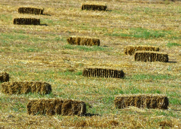 background of hay bales in the field - Photo, Image