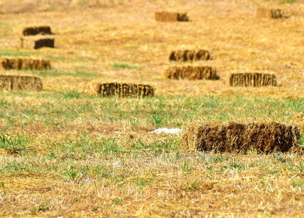 background of hay bales in the field - Photo, Image