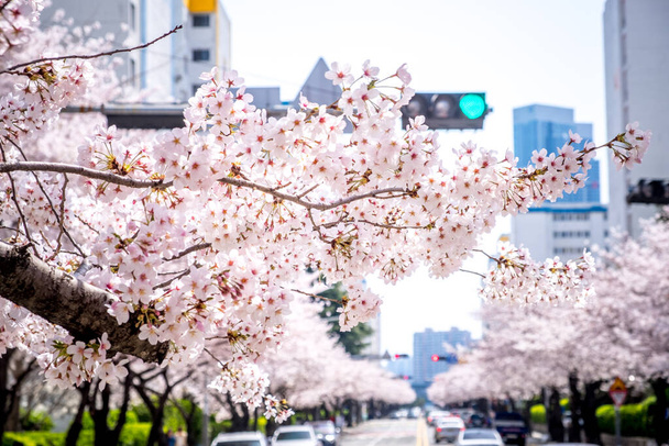 Virágzó sakura Dél-Koreában, Busanban - Fotó, kép