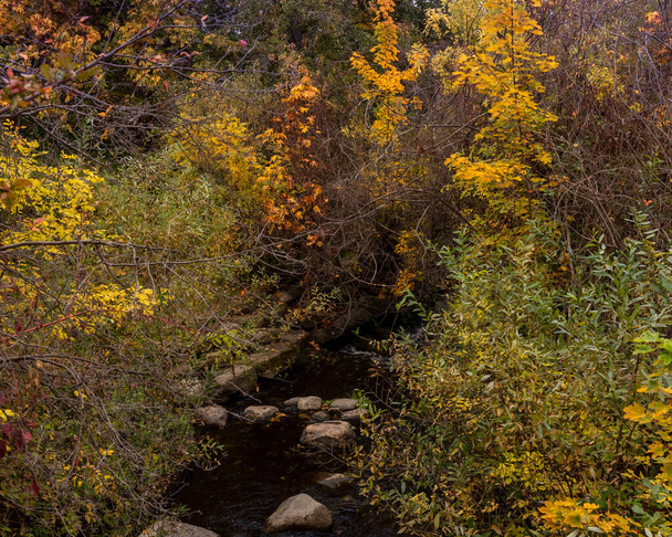 Herbstlaub am Lithia Park Creek, Ashland, Oregon, Usa, im Herbst, mit gelb gefärbtem Ahornbaum. Ashland ist die Heimat des berühmten Shakespeare-Festivals - Foto, Bild