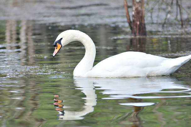 Cisne blanco flotando en el lago
 - Foto, imagen