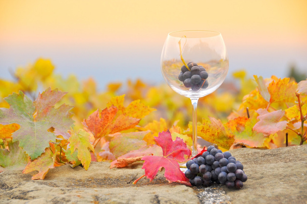 Grapes in the glass - Photo, Image