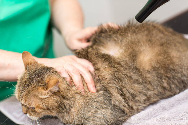 Γάτα αποξηραμένη με στεγνωτήρα μαλλιών μετά το μπάνιο. Περιποίηση κατοικιδίων. - Φωτογραφία, εικόνα