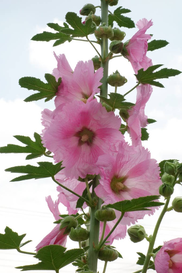 ピンク色の空に輝く優雅な花びら - 写真・画像