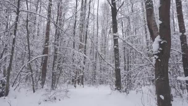 Walking through beautiful winter forest. - Footage, Video