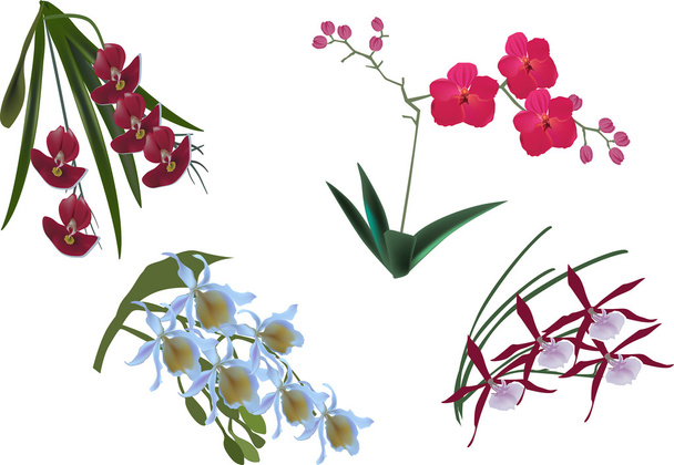 set of four orchid blossoms on white - Vector, Image