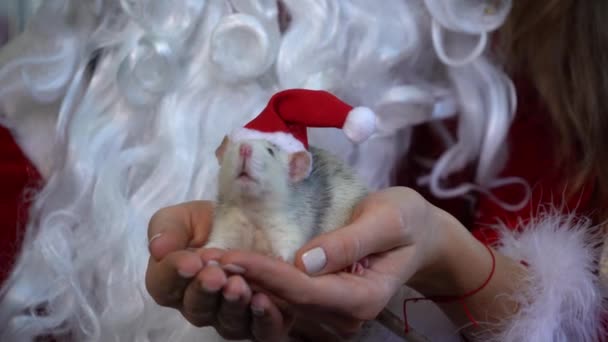Szczur w kapeluszu Świętego Mikołaja siedzi w kobiecych dłoniach z bliska, podnosi nos i prowadzi go w różnych kierunkach.. - Materiał filmowy, wideo