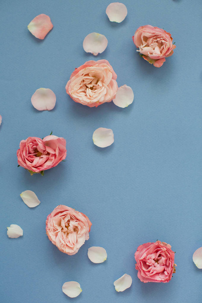 Pink roses and petals on a blue background. Top view - Фото, зображення