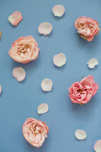 Ροζ τριαντάφυλλα και πέταλα σε μπλε φόντο. Άνω όψη - Φωτογραφία, εικόνα