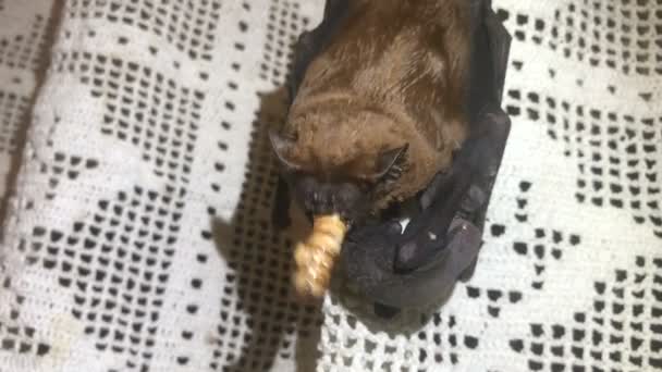 Bat eating worm , hangs on the curtain with her cub - Footage, Video