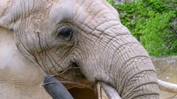 Big African elephant eating a branch, Loxodonta africana - Footage, Video