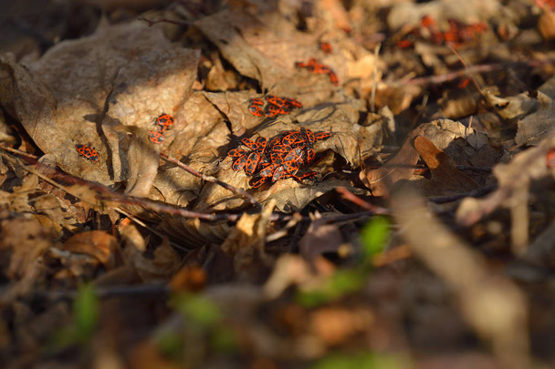Pyrrhocoris apterus, birçok Firebug'ı bahar orman - Fotoğraf, Görsel