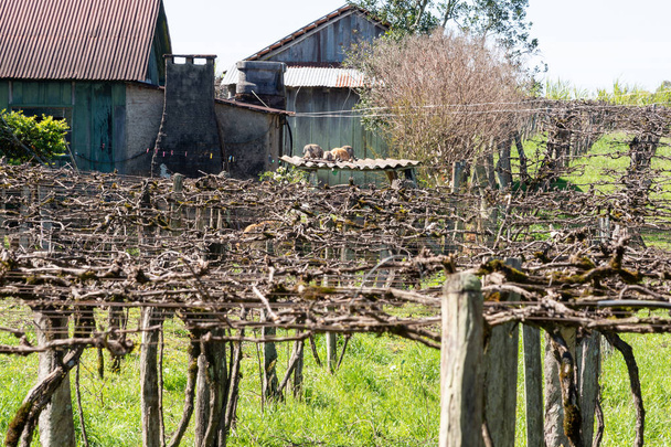 Olasz bevándorlók által épített szőlőültetvények Jaguari belsejében, RS, Brazília. Szunnyadó és szezonon kívüli növények a virágzás előtt. Fogyasztási és ipari szőlőtermelés. - Fotó, kép