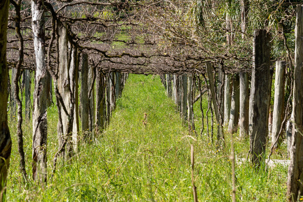 Olasz bevándorlók által épített szőlőültetvények Jaguari belsejében, RS, Brazília. Szunnyadó és szezonon kívüli növények a virágzás előtt. Fogyasztási és ipari szőlőtermelés. - Fotó, kép