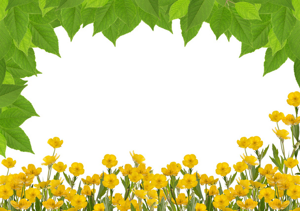 キンポウゲの花と緑の葉からフレーム - 写真・画像