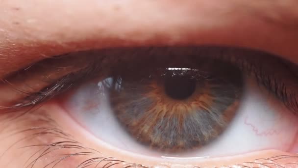 Macro close-up vrouw met grijs blauw oog. bewegende oogbal. Menselijk oog, wimper, ooglid, bruine iris, gezicht. Natuurlijke schoonheid. - Video