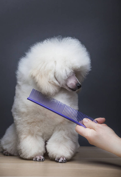 dog portrait hairbrush hand table - Photo, image