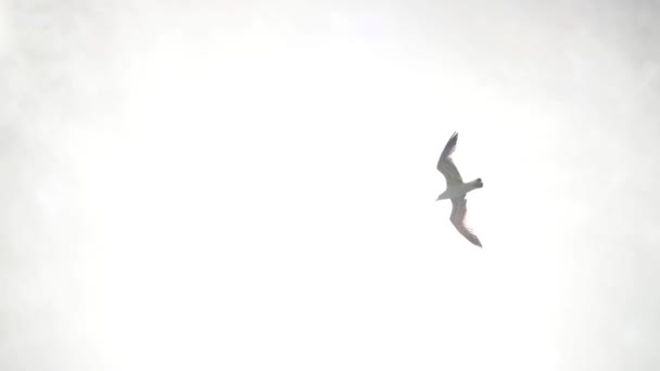 Bottom shot of a stunning protracted flight of a snow-white sea gull in a shining sunny sky. Beautiful sea bird proudly soars in the sky above the ground against the backdrop of sun glare and clouds. - Imágenes, Vídeo