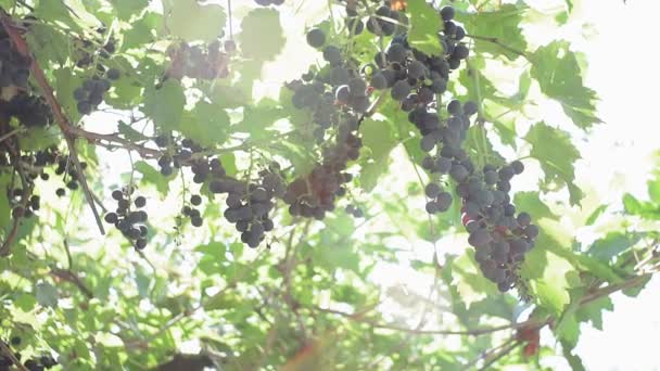 гроздья черного винограда в винограднике. виноград для выращивания органических фруктов
 - Кадры, видео