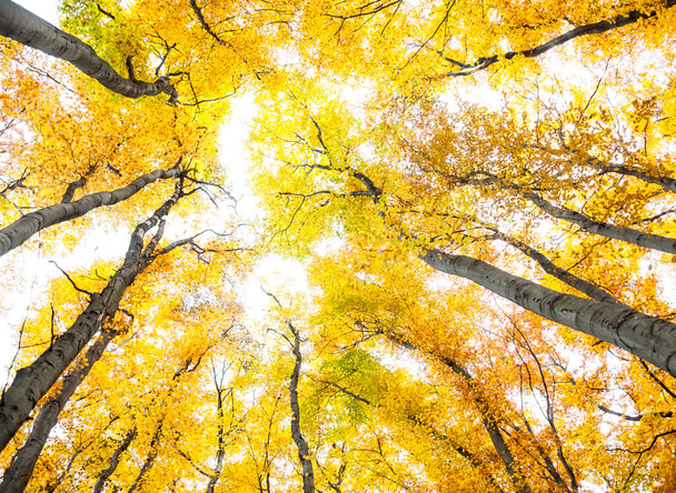 Arbres jaunes contre le ciel le jour d'automne. Feuilles dorées
. - Photo, image