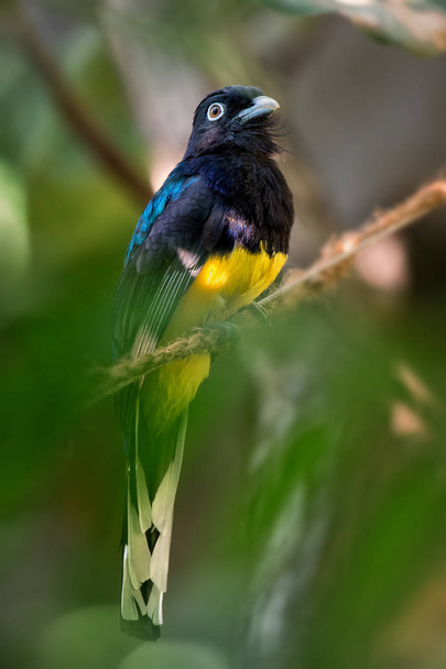 Witstaarttrogon - Trogon viridis, prachtige iconische vogel uit Zuid-Amerikaanse tropische bossen, Brazilië. - Foto, afbeelding