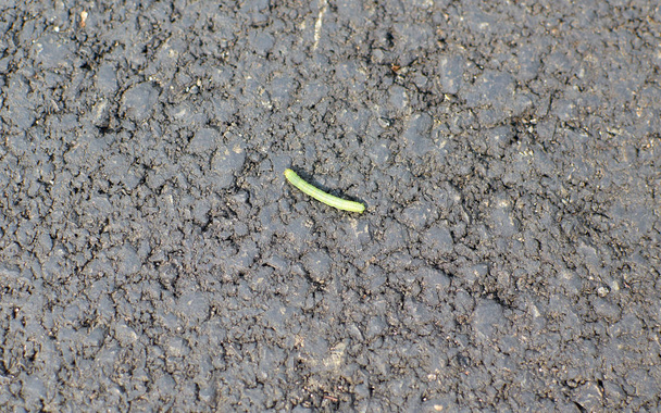 Groene rups kruipend op een asfalt oppervlak - Foto, afbeelding