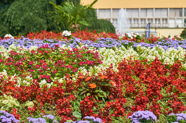 Sırbistan 'ın Vrnjacka banja parkında canlı renklerde yemyeşil çiçekler ve çiçekler - Fotoğraf, Görsel