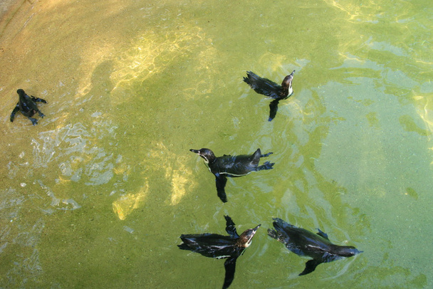 Penguins - Photo, Image