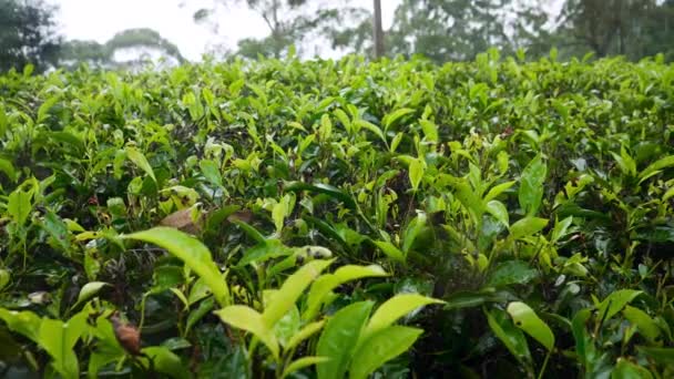 4k Dolly wideo mokrych krzewów herbaty na plantacji po deszczu w górach - Materiał filmowy, wideo
