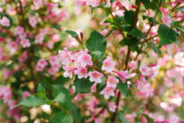 Różowe kwiaty weigela na gałęzi w ogrodzie w lecie. Skupienie selektywne - Zdjęcie, obraz