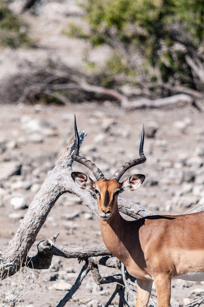 Impalas no Parque Nacional de Etosha
 - Foto, Imagem