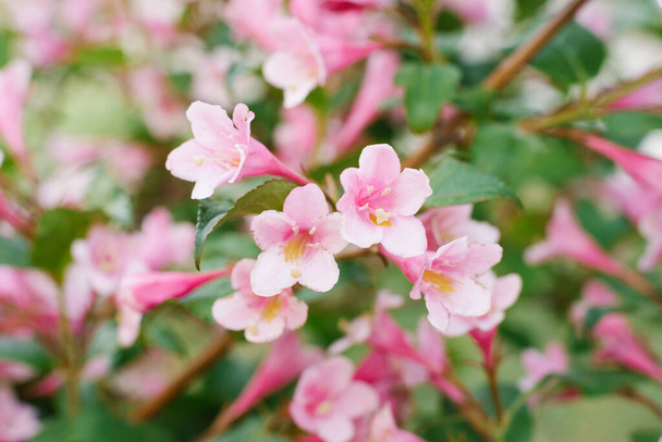 Růžové weigela květiny na větvi v zahradě v létě. Selektivní zaměření - Fotografie, Obrázek