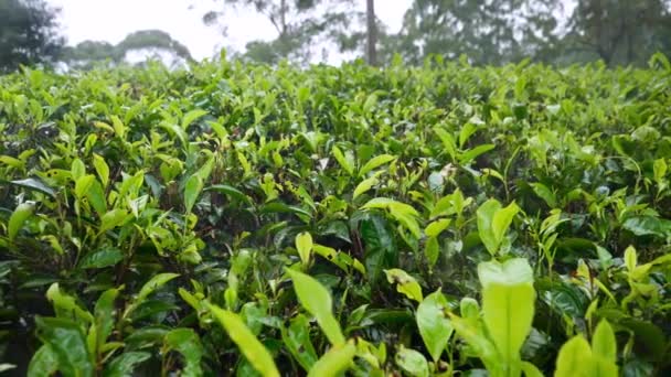 4k closeup dolly video of wet leaves on tea bushes after rain - Materiał filmowy, wideo