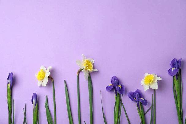 Płaska kompozycja świecka z wiosennymi kwiatami na fioletowym tle. Miejsce na tekst - Zdjęcie, obraz