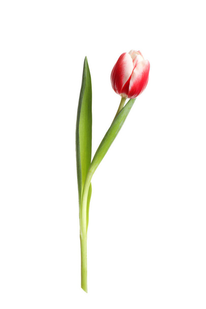 Beautiful tender spring tulip isolated on white - Foto, imagen