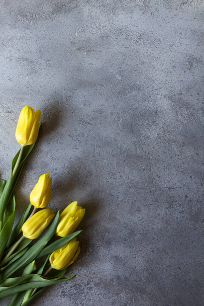 yellow tulips on a gray background with space for copywriters. Place to insert text or ads. The concept of spring - Photo, Image