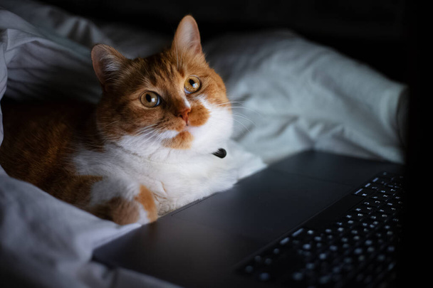 Portrait of red white cat lying on bed with laptop in dark room at home. - Photo, image