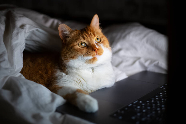 Portrait of red white cat lying on bed with laptop in dark room at home. - Photo, image