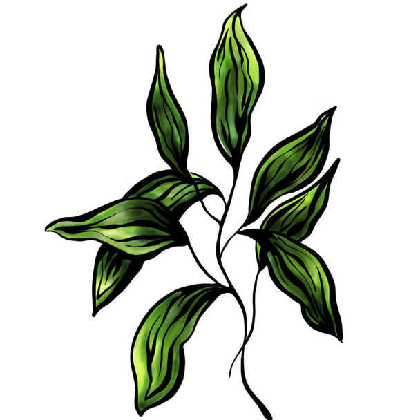 hand drawn watercolor illustration of green leaves on a white background - Φωτογραφία, εικόνα