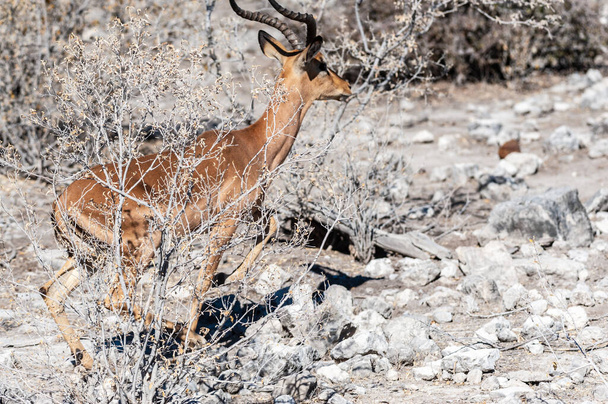 Impalas az Etosha nemzeti parkban - Fotó, kép